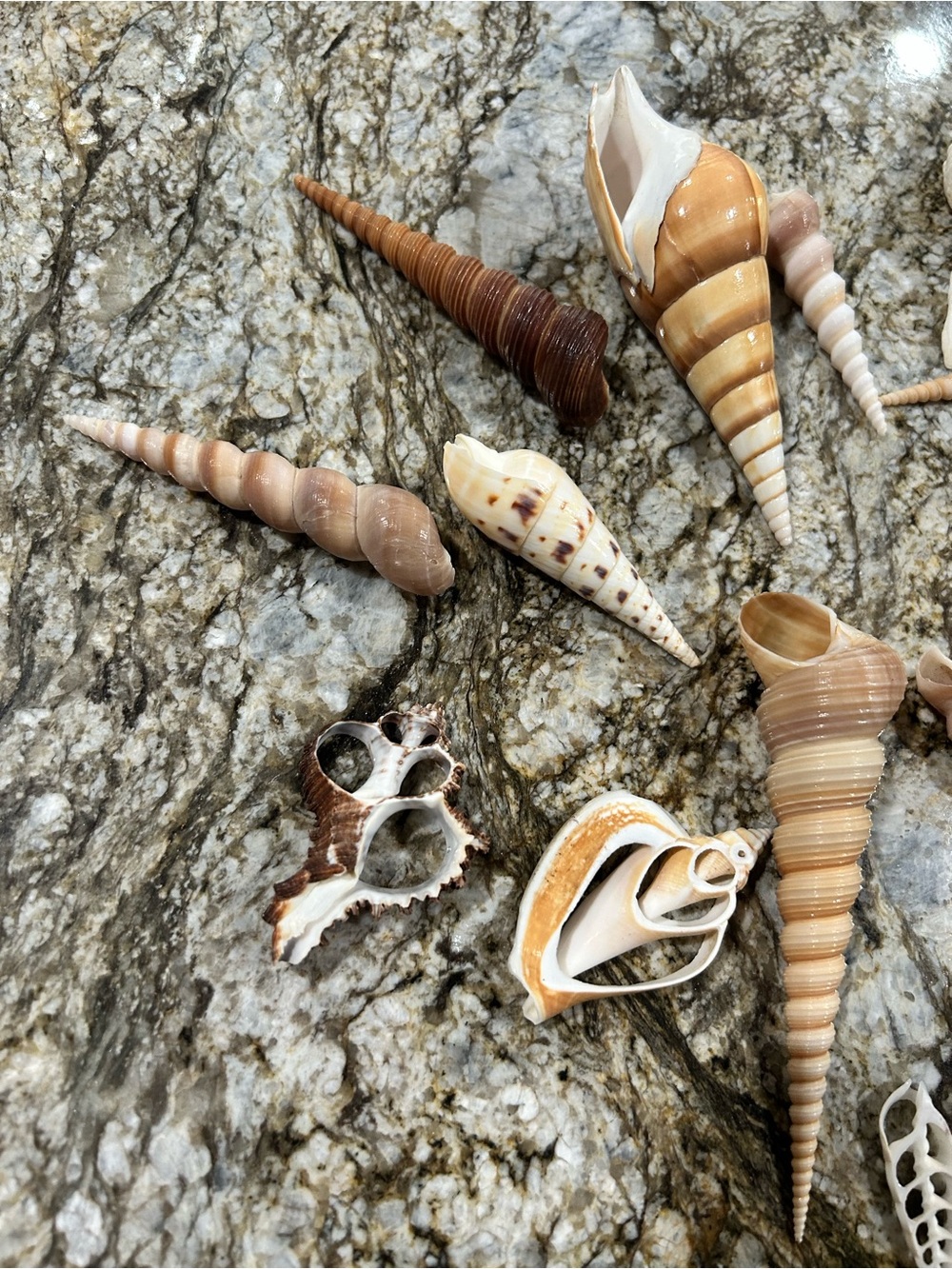 19 unique shells - Picture 2 of 7